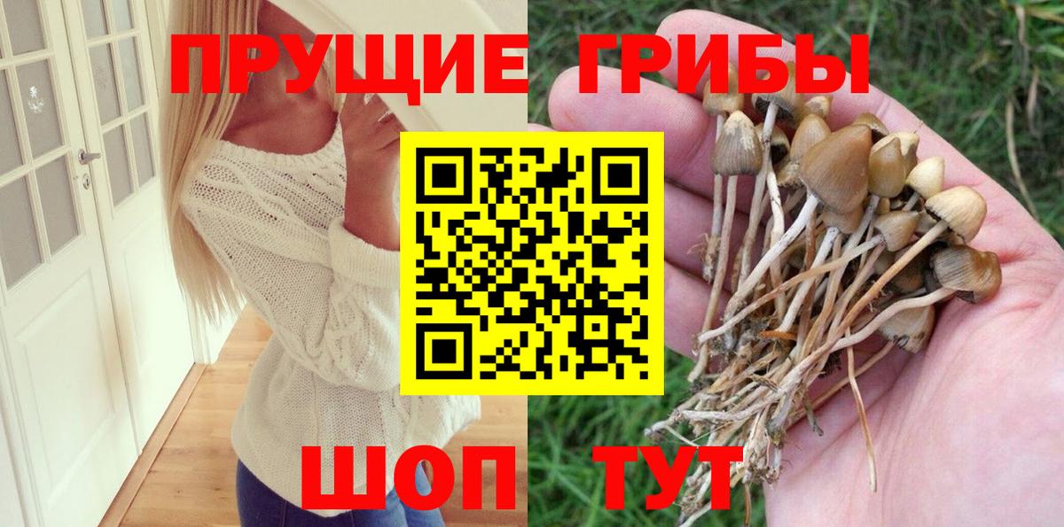 Майкоп  Псилоцибиновые грибы Psilocybe  Вход с VPN 